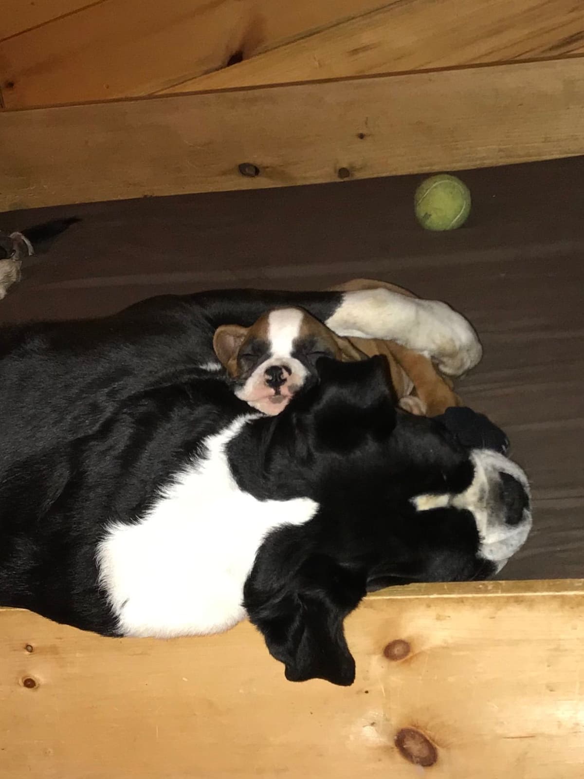Boxer Puppies breeder image 1