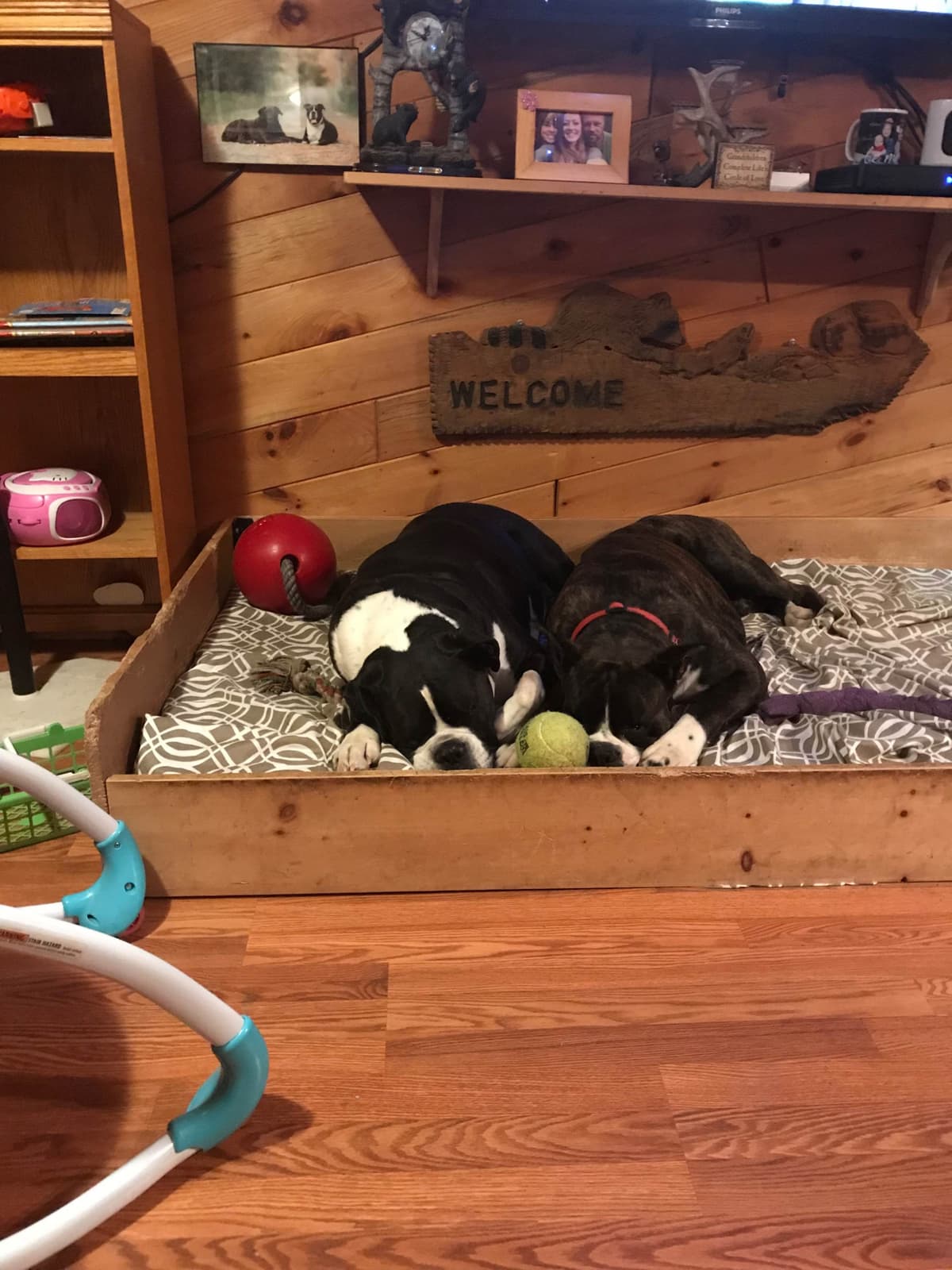 Boxer Puppies breeder image 15