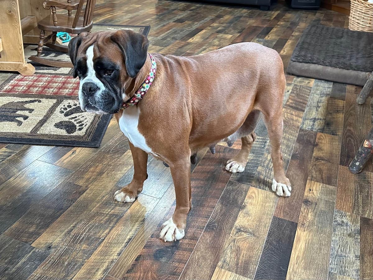 Boxer Puppies breeder image 17