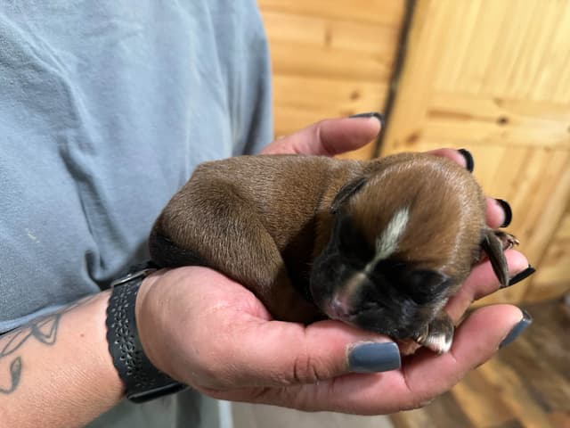 Boxer Puppies media 6