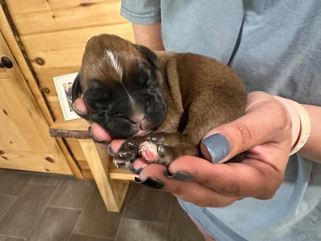 Boxer Puppies media 5