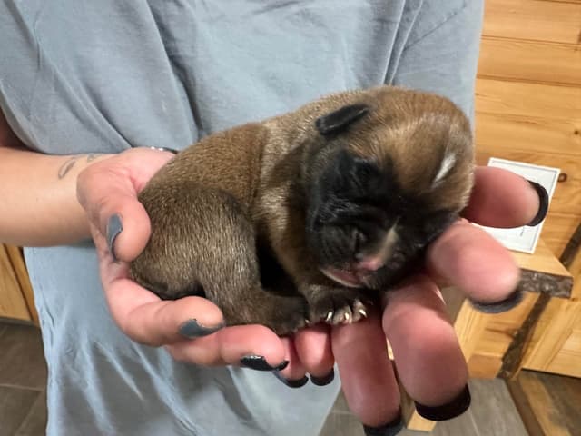 Boxer Puppies media 7