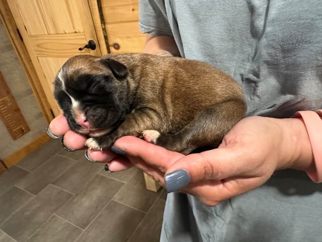 Boxer Puppies media 10