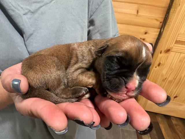 Boxer Puppies media 9