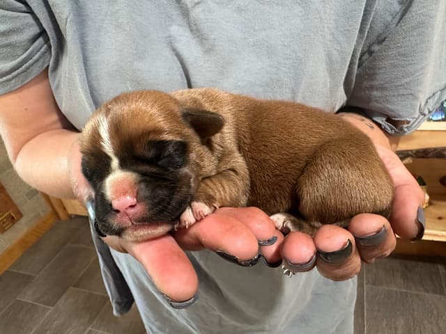 Boxer Puppies media 11