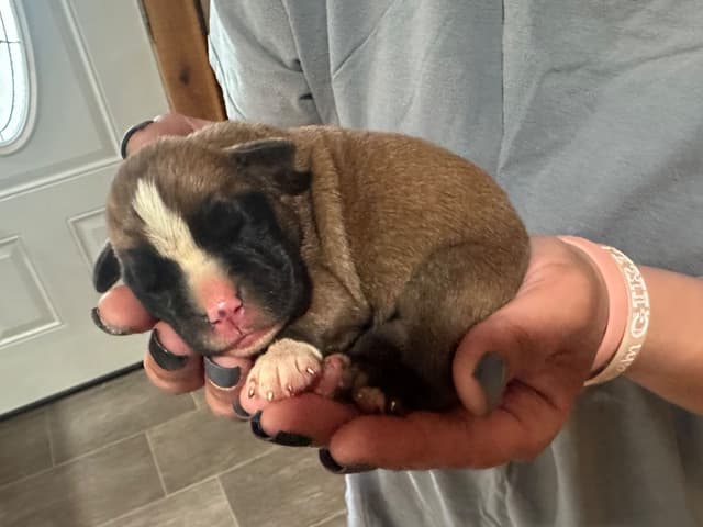 Boxer Puppies media 12