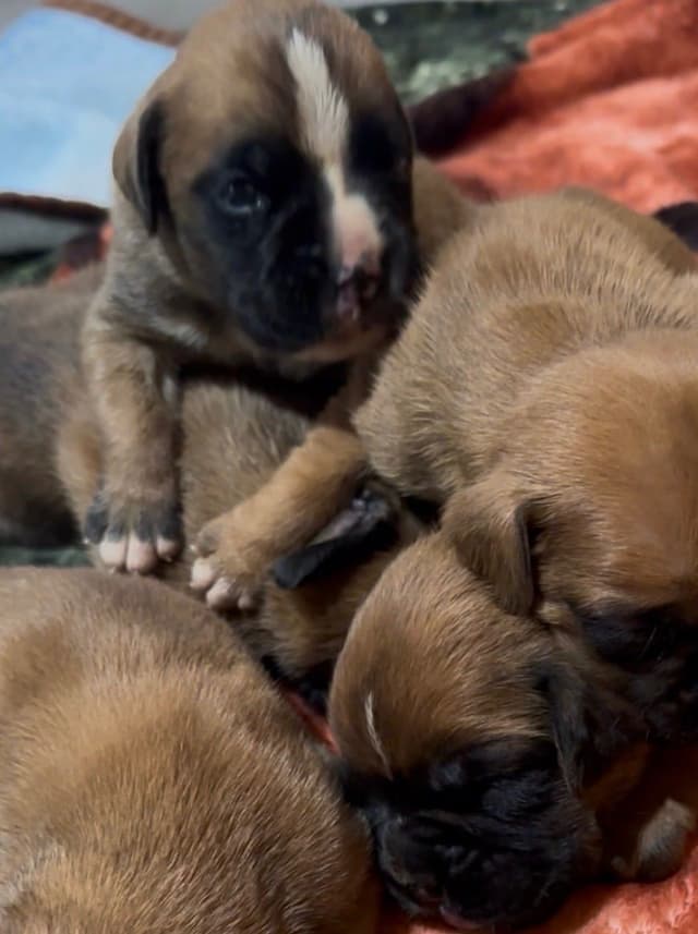 Boxer Puppies media 2