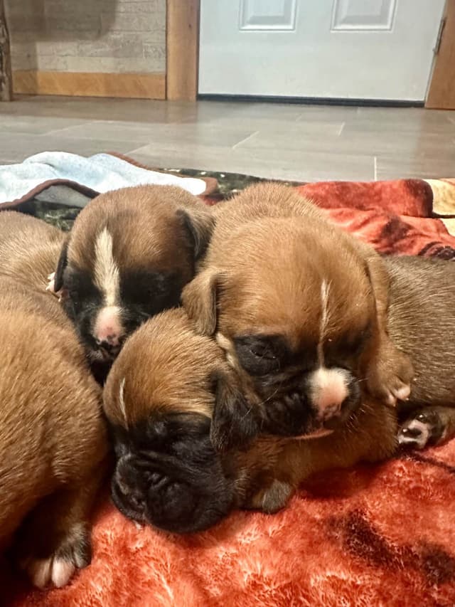 Boxer Puppies media 4