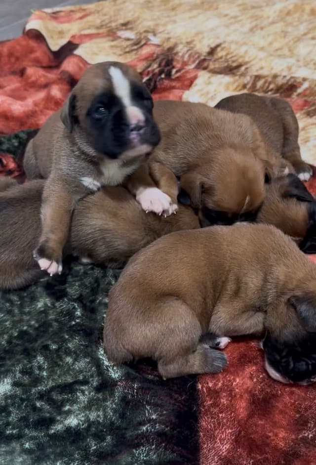Boxer Puppies media 3