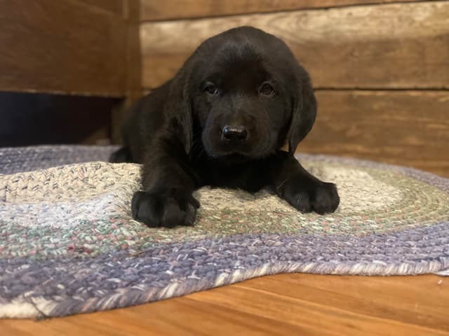 Labrador Retriever Puppies media 2