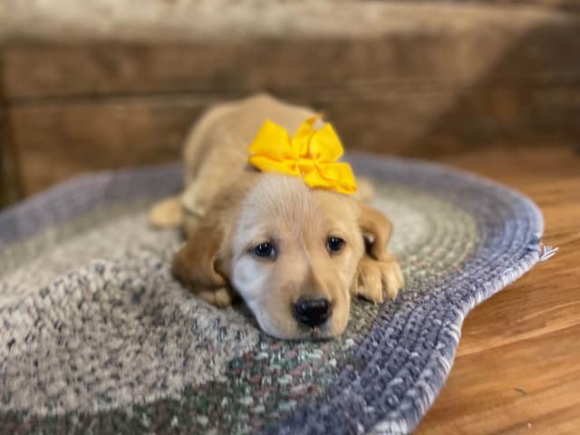 Labrador Retriever Puppies media 4
