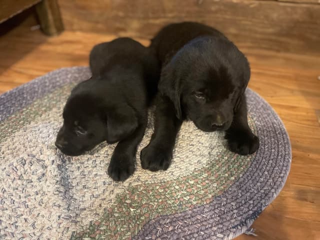 Labrador Retriever Puppies media 5