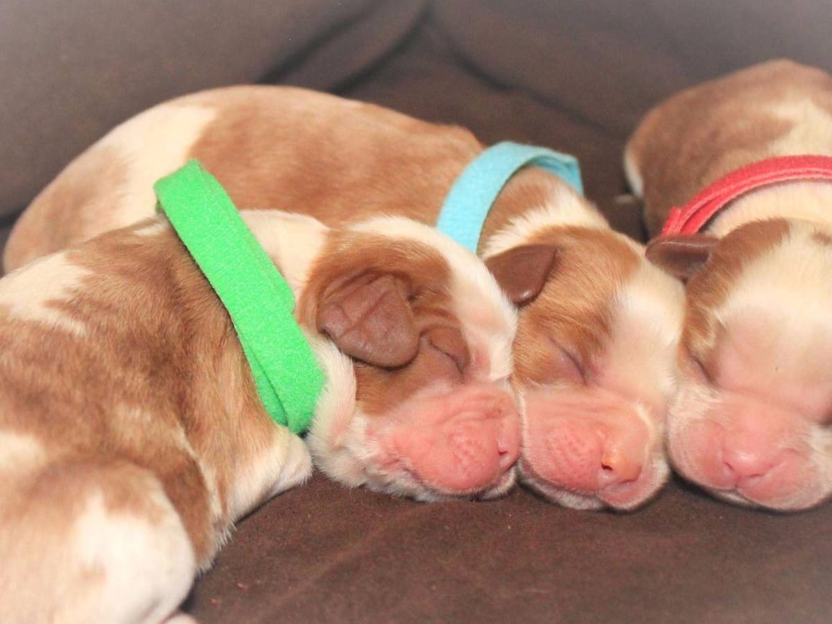 Cavalier King Charles spaniel puppies breeder image 4