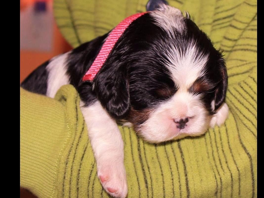 Cavalier King Charles spaniel puppies breeder image 5