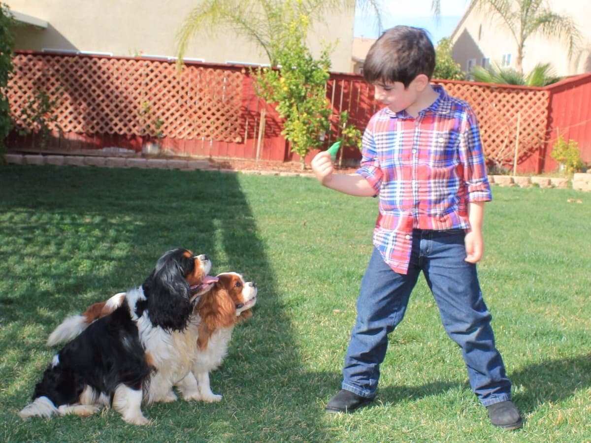 Cavalier King Charles spaniel puppies breeder image 6