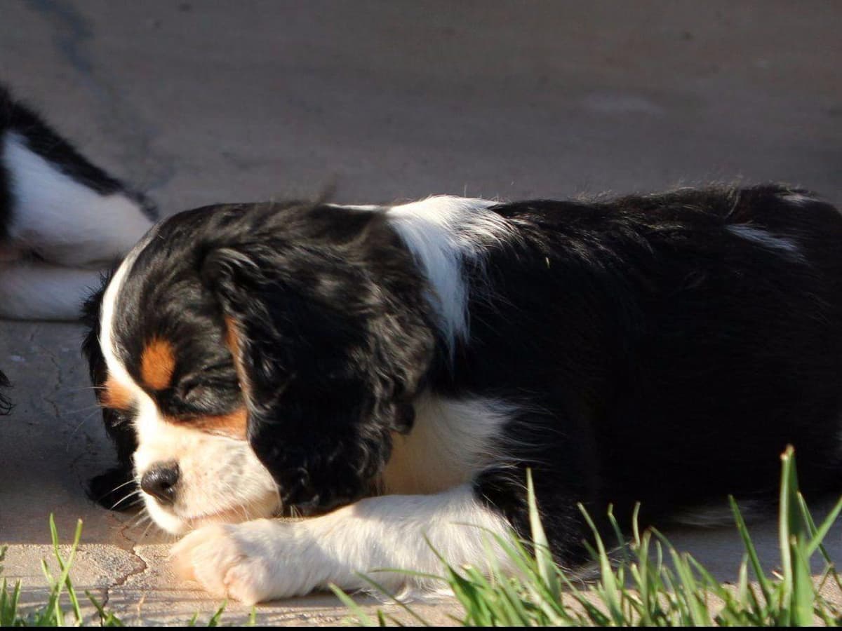 Cavalier King Charles spaniel puppies breeder image 7