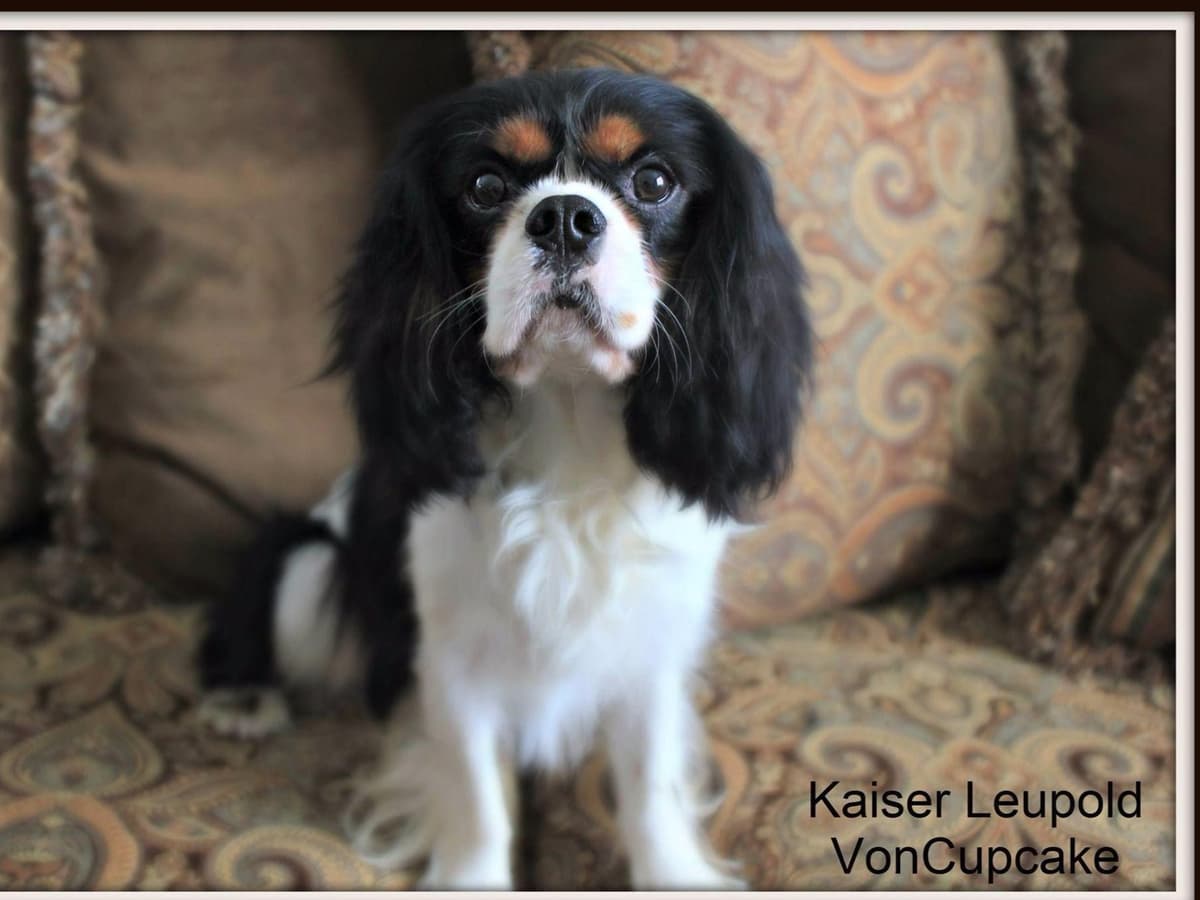Cavalier King Charles spaniel puppies breeder image 8