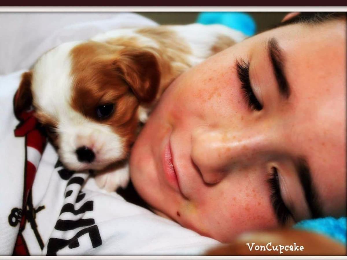 Cavalier King Charles spaniel puppies breeder image 9
