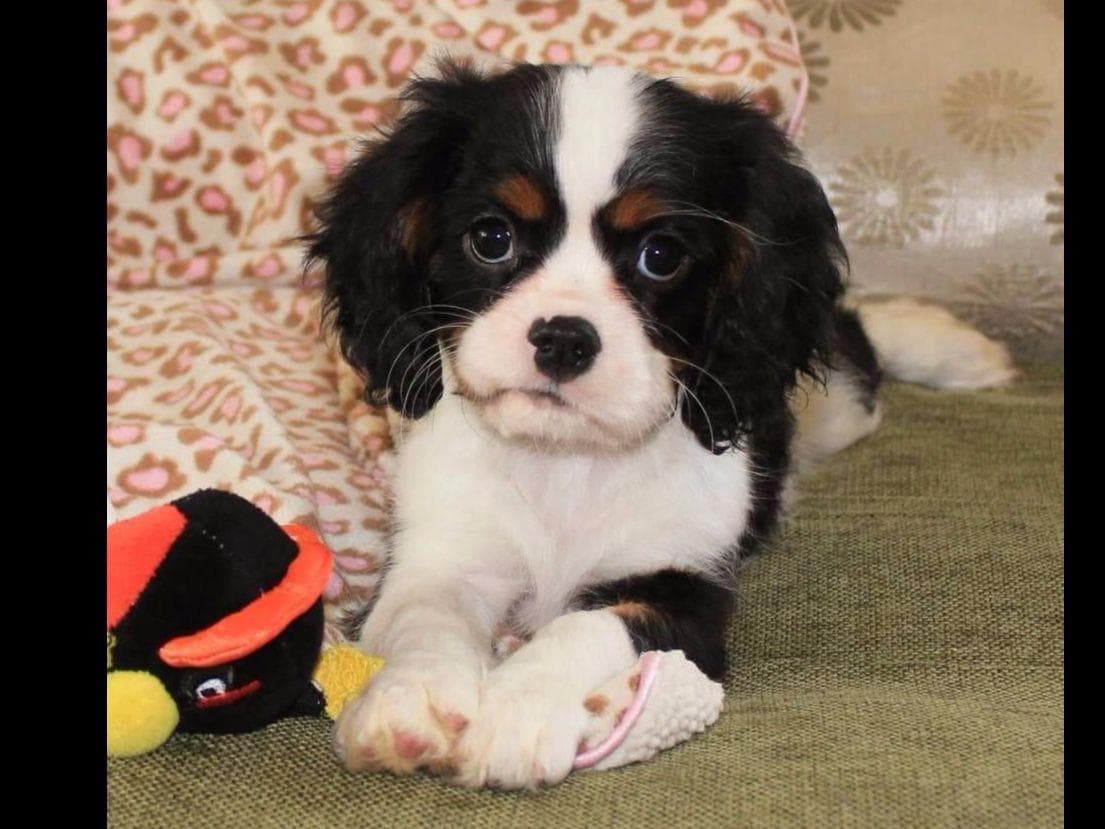 Cavalier King Charles spaniel puppies breeder image 11
