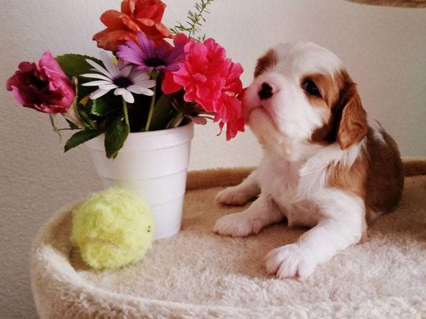 Cavalier King Charles spaniel puppies breeder image 12