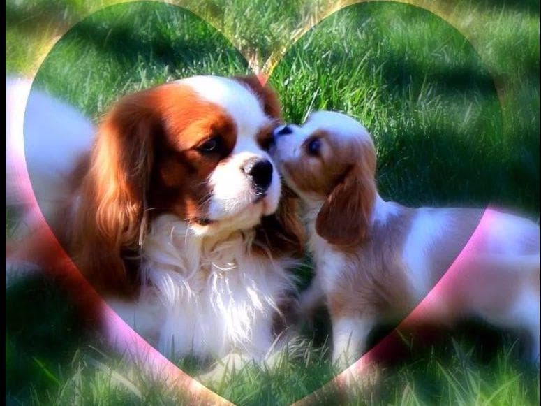 Cavalier King Charles spaniel puppies breeder image 3