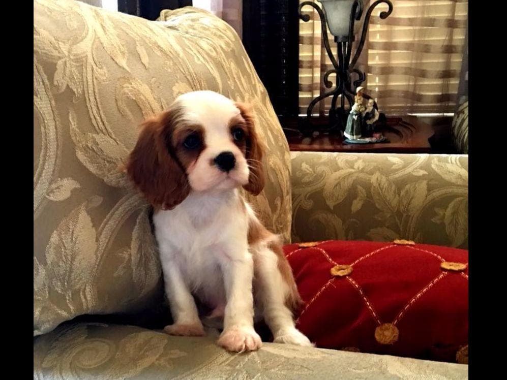 Cavalier King Charles spaniel puppies breeder image 13
