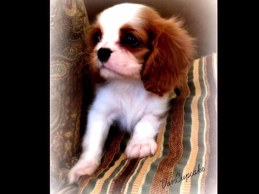 Cavalier King Charles spaniel puppies breeder image 14