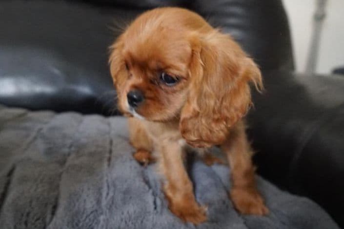 Cavalier King Charles spaniel puppies breeder image 15
