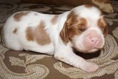 Cavalier King Charles spaniel puppies breeder image 16
