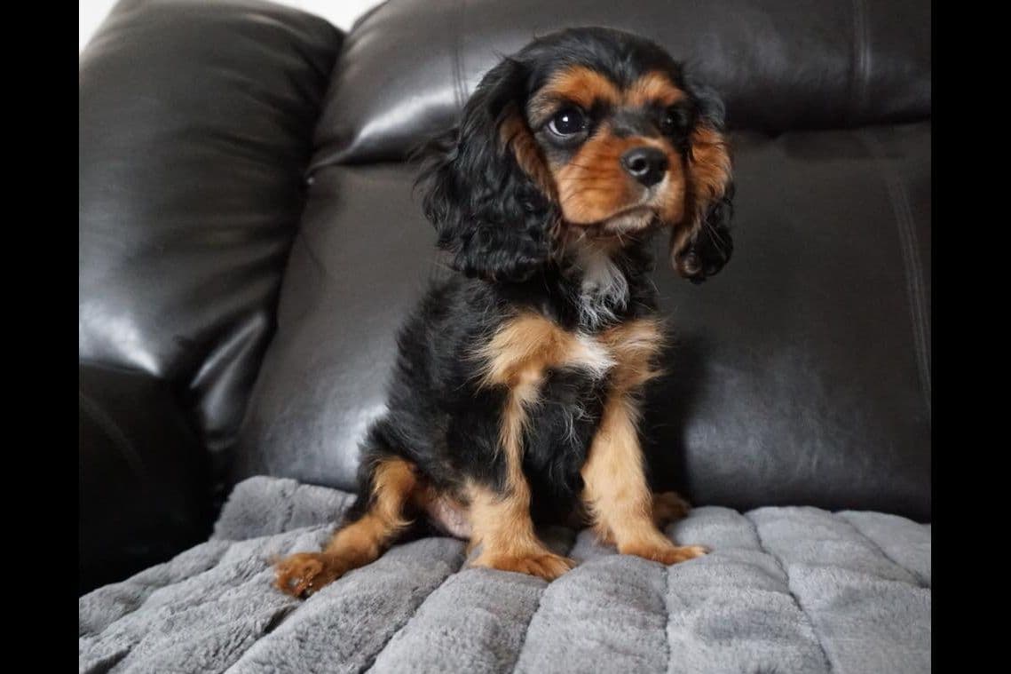 Cavalier King Charles spaniel puppies breeder image 17
