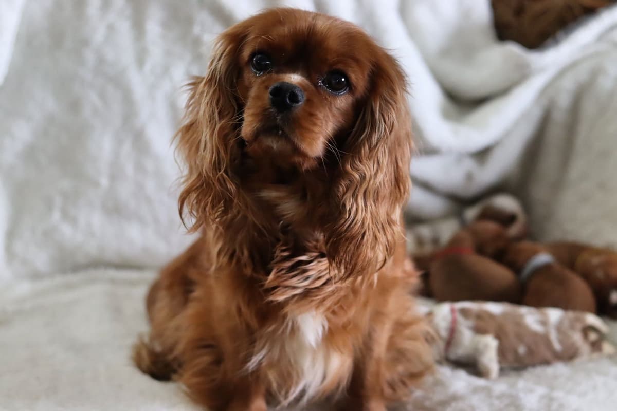 Cavalier King Charles spaniel puppies breeder image 1