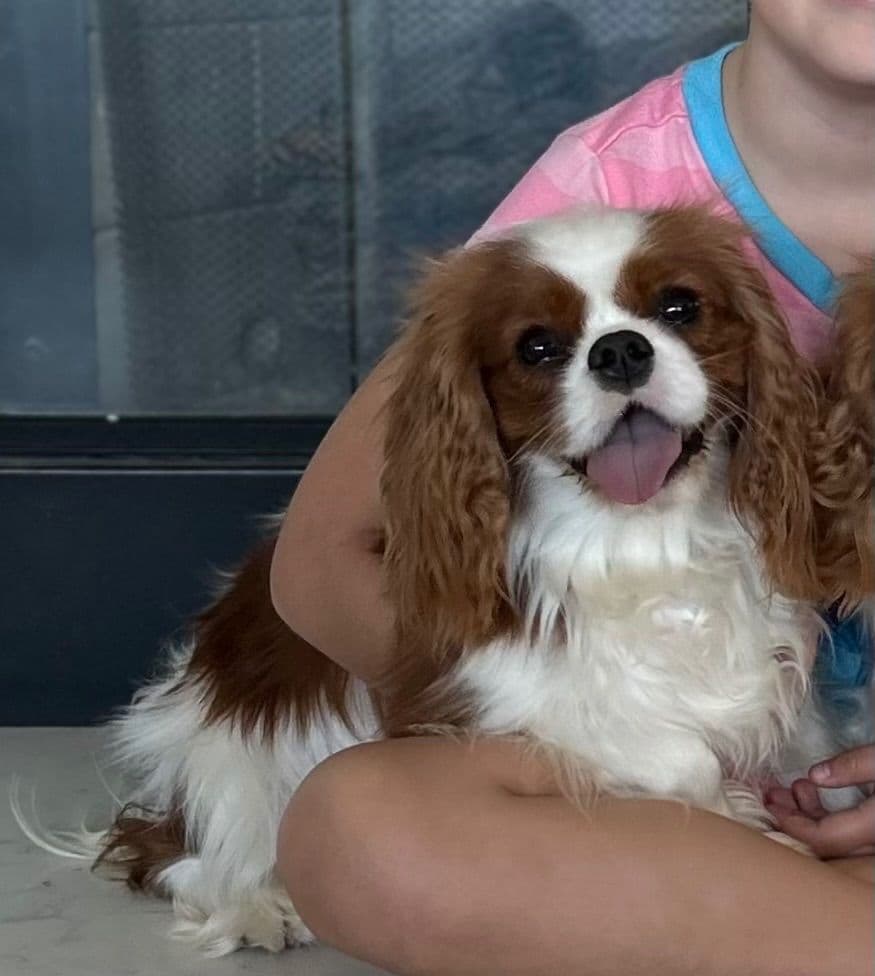 Cavalier King Charles spaniel puppies breeder image 19