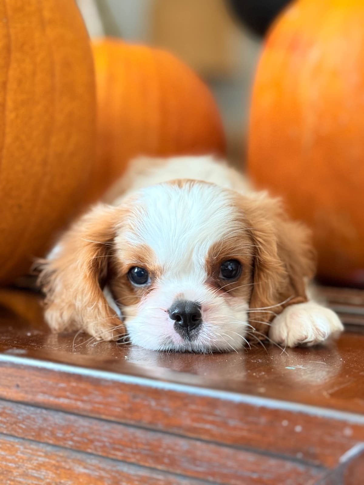 Cavalier King Charles spaniel puppies breeder image 20
