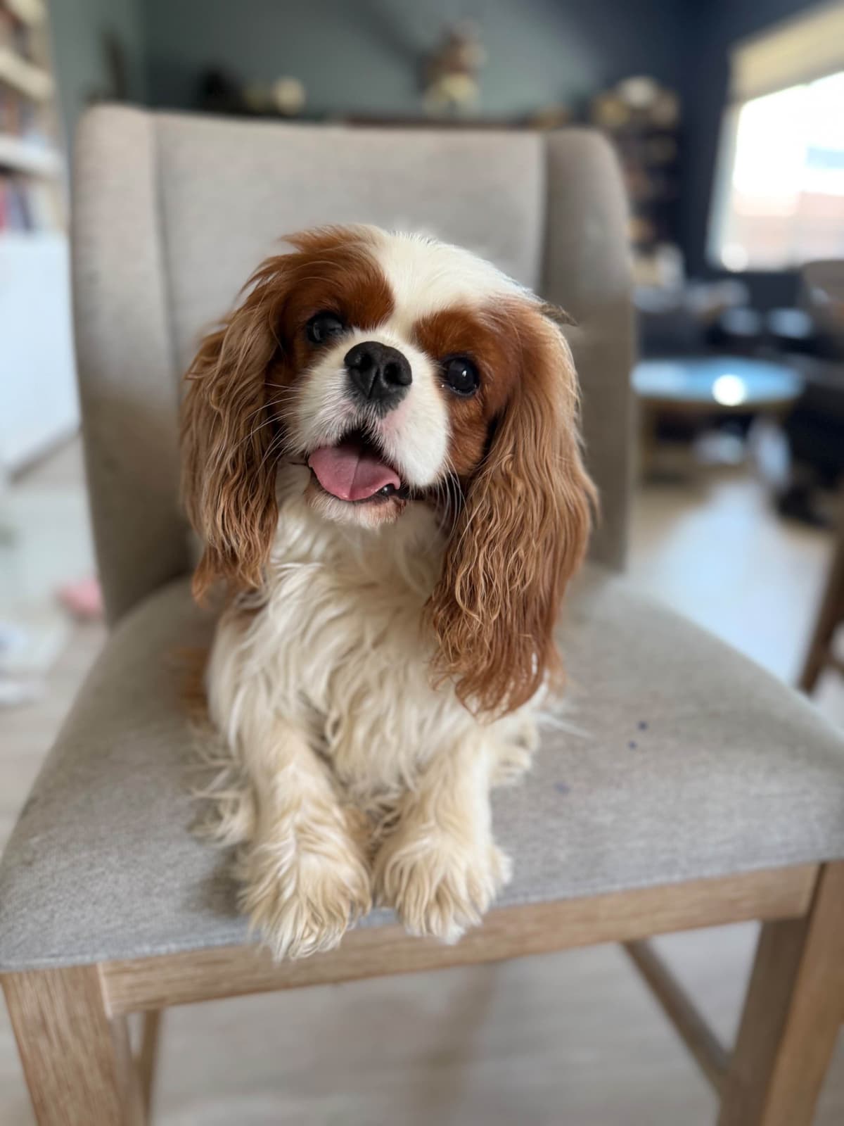 Cavalier King Charles spaniel puppies breeder image 2