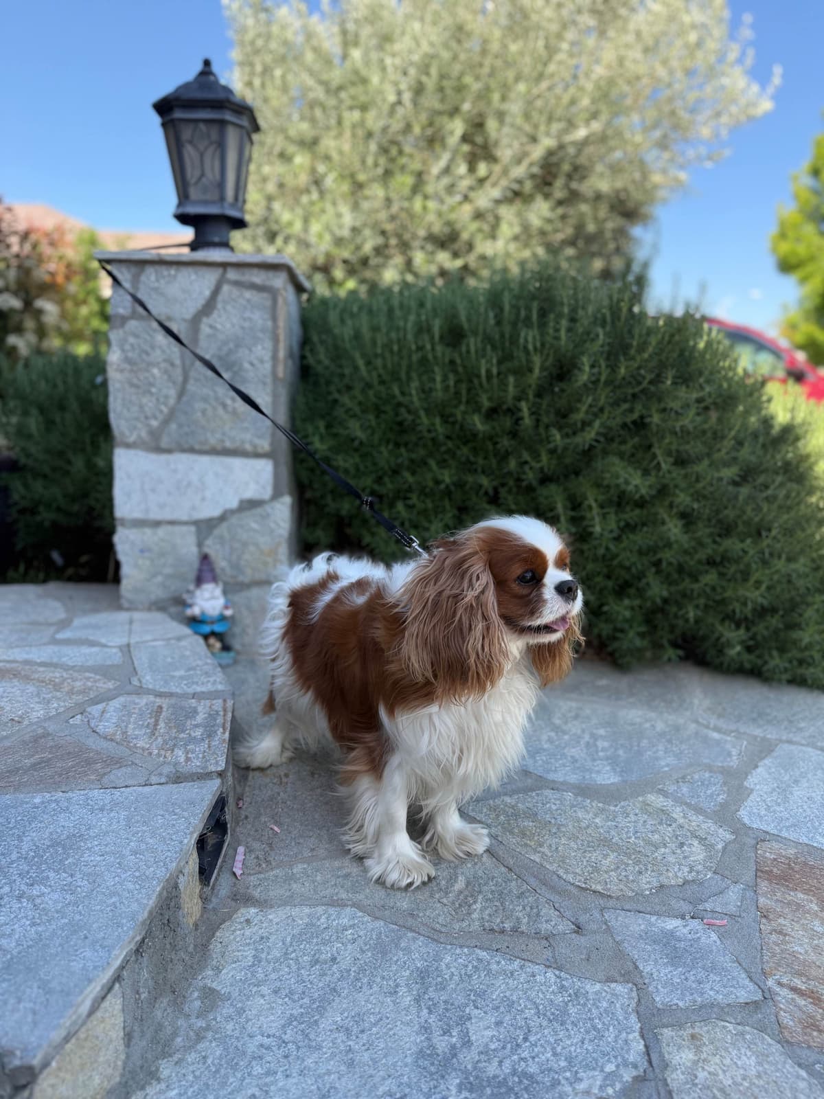 Cavalier King Charles spaniel puppies breeder image 22