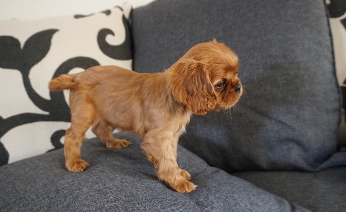 Cavalier King Charles spaniel puppies breeder image 23