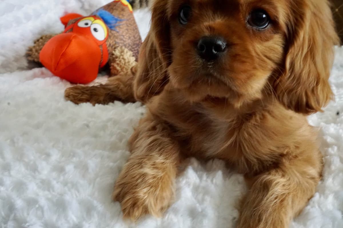 Cavalier King Charles spaniel puppies breeder image 24