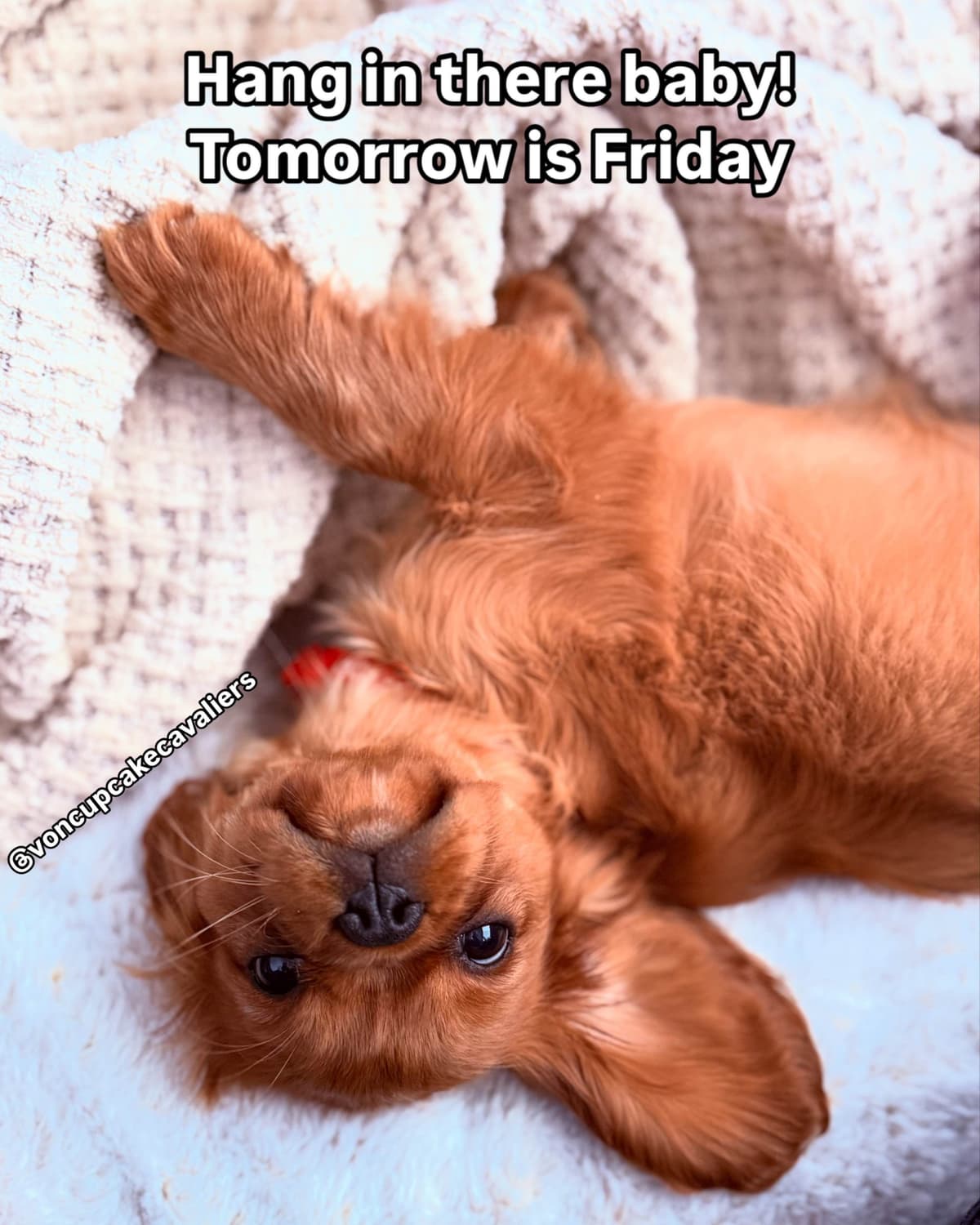 Cavalier King Charles spaniel puppies breeder image 25