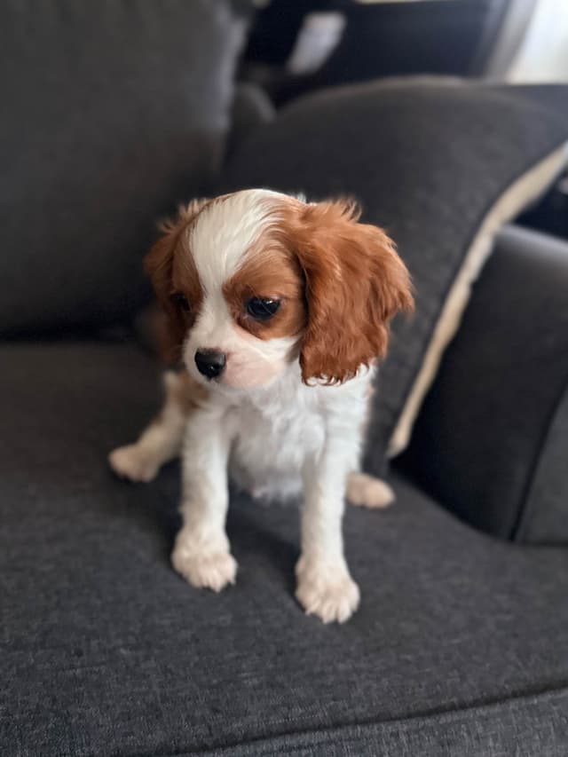 Cavalier King Charles spaniel puppies media 3