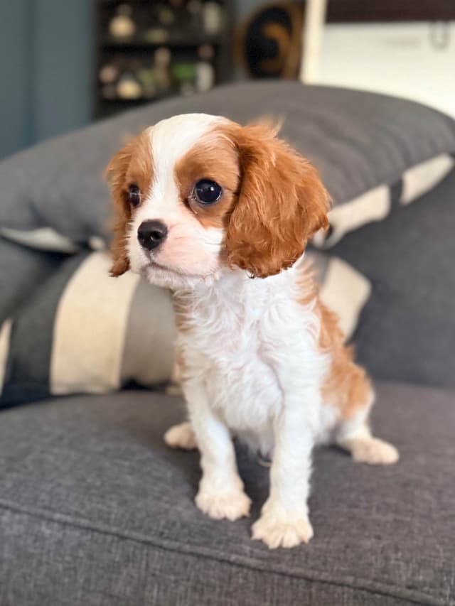 Cavalier King Charles spaniel puppies media 2