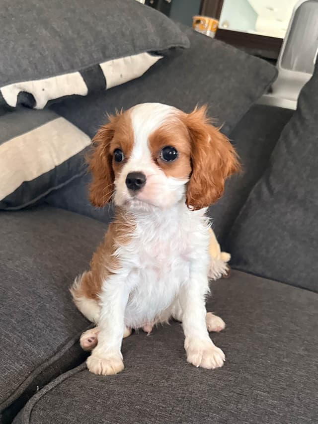 Cavalier King Charles spaniel puppies media 4