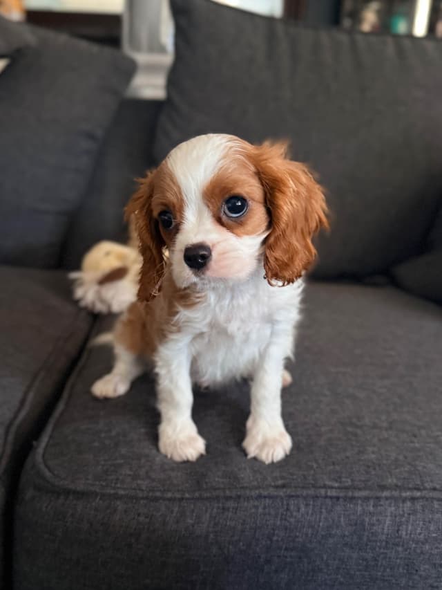 Cavalier King Charles spaniel puppies media 5