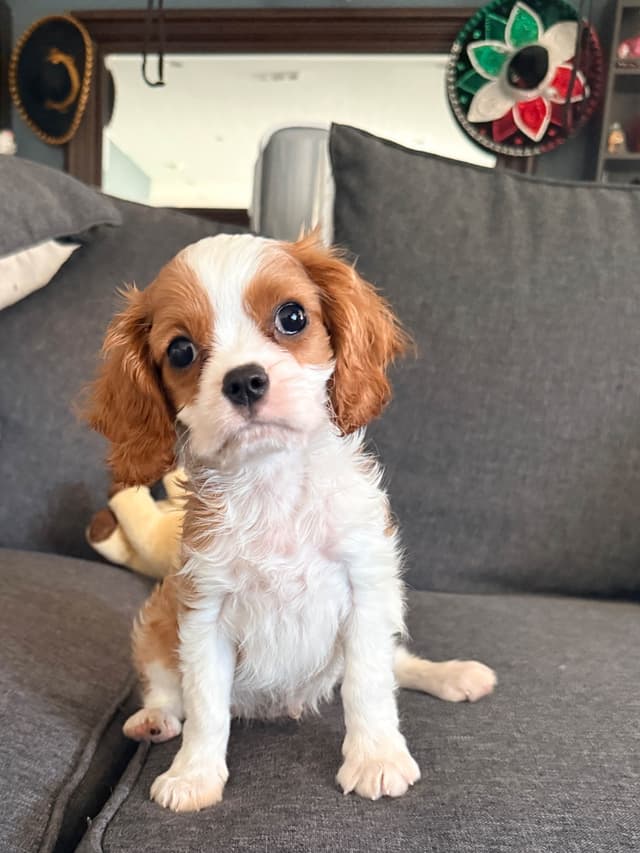 Cavalier King Charles spaniel puppies media 6