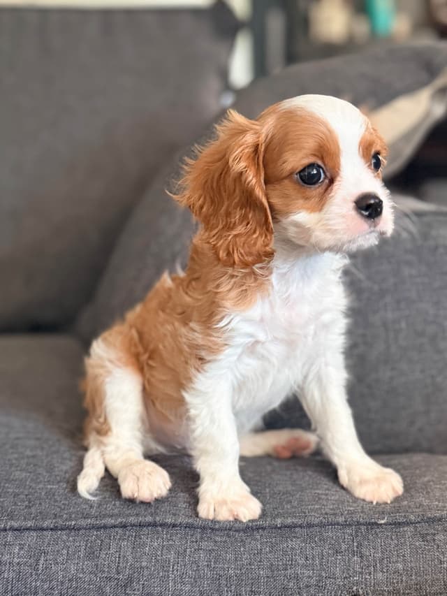 Cavalier King Charles spaniel puppies media 7