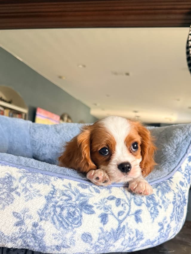 Cavalier King Charles spaniel puppies media 8