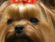 Yorkshire Terrier Puppies breeder image 4