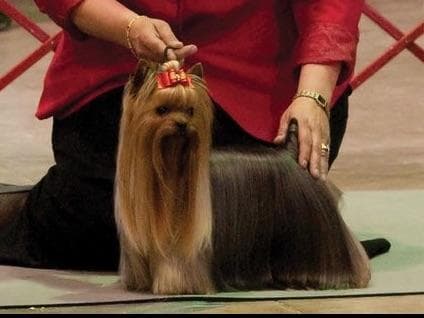Yorkshire Terrier Puppies breeder image 13
