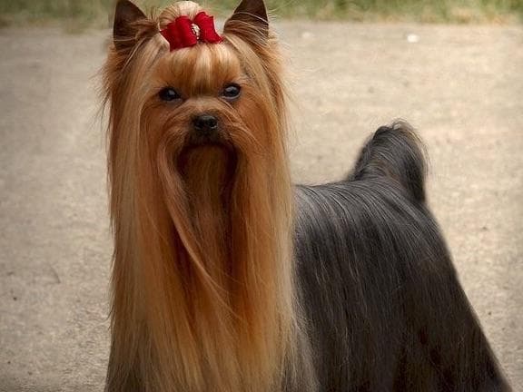 Yorkshire Terrier Puppies breeder image 6