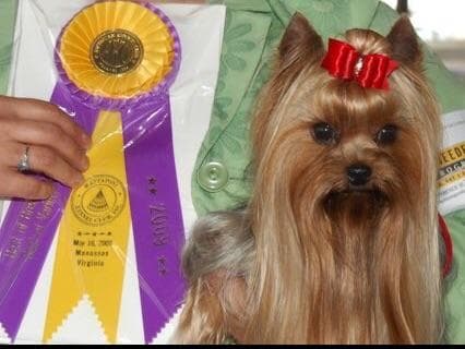 Yorkshire Terrier Puppies breeder image 10