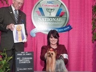 Yorkshire Terrier Puppies breeder image 8